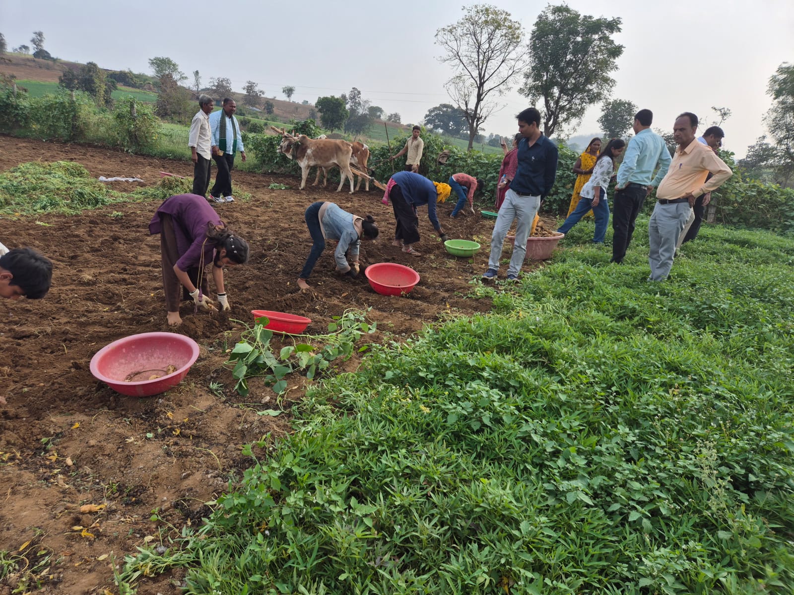 Carbon Credit Programme — Farmer Income Enhancement, Bharatpur