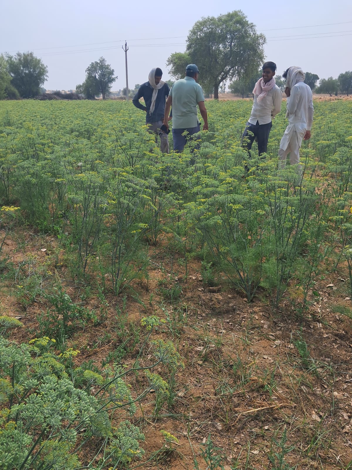 Small and marginal farmers in Rajasthan — SGJSS Carbon Credit Programme for Rural Livelihoods
